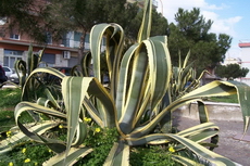 آگاو امریکانا